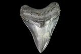 Serrated, Fossil Megalodon Tooth - Georgia #111513-1
